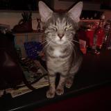 Picture of cat lost at Broons