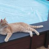 Picture of cat lost at Trouillas