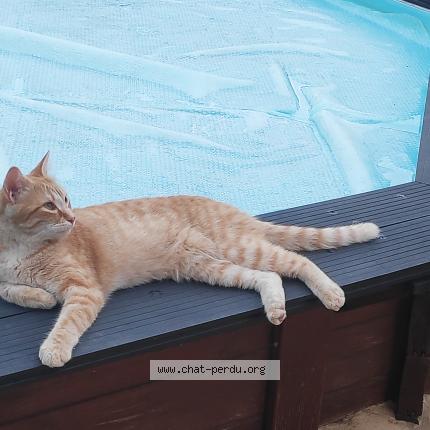 Photo 1/1 Béatrice SAFONT Chat lost in Trouillas