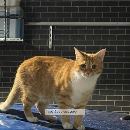 Photo 1/1 Eldon Chat lost in Heidelberg heights