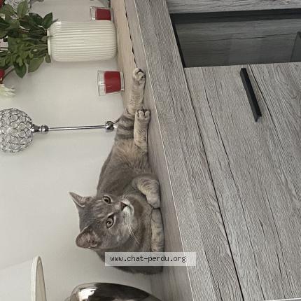 Foto van gevonden kat in Bruxelles