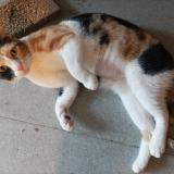 Picture of cat lost at Baron