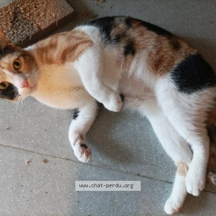 Photo 1/1 MELEK Chat lost in Baron