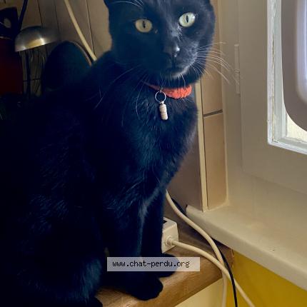 Foto 1/1 Wiedergefundene Katze Verloren in Meinier