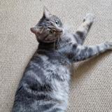 Picture of cat lost at Courbevoie