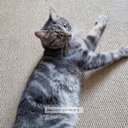 Photo 1/1 Chanel Chat lost in Courbevoie