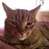 Picture of cat lost at Marseille