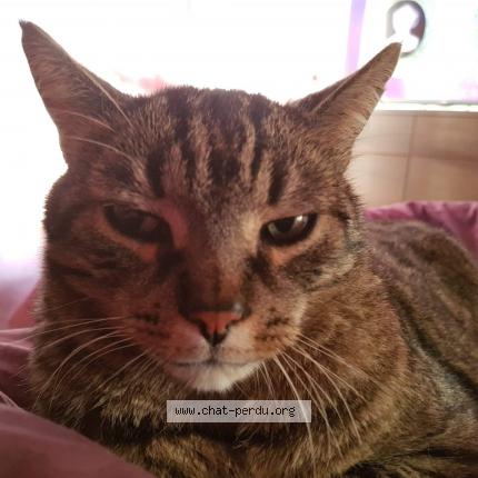 Photo 1/1 Lilou Chat lost in Marseille