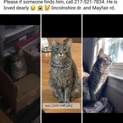 Photo 1/1 Reunited cat Lost in Champaign