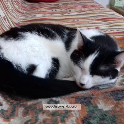 Foto van vermiste kat in Bruxelles