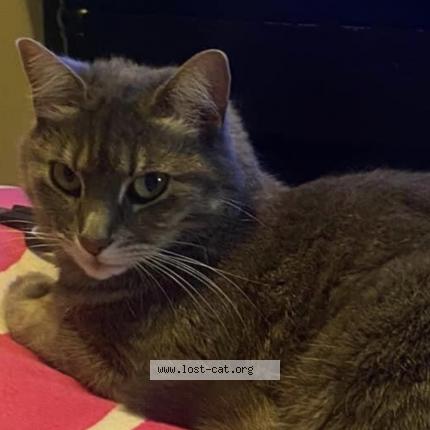 Photo 1/1 Kitten Chat lost in St catharines l2p3a7