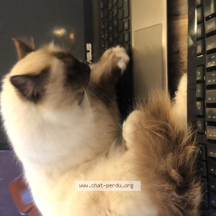Foto 1/1 Kat teruggevonden Vermist in Zellik