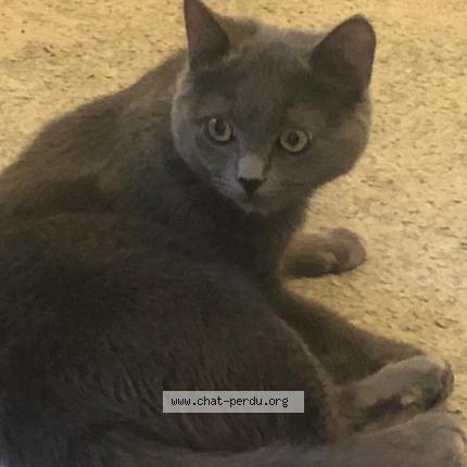 Foto 1/1 Wiedergefundene Katze Verloren in Tannay
