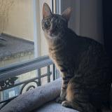 Picture of cat lost at Nanterre