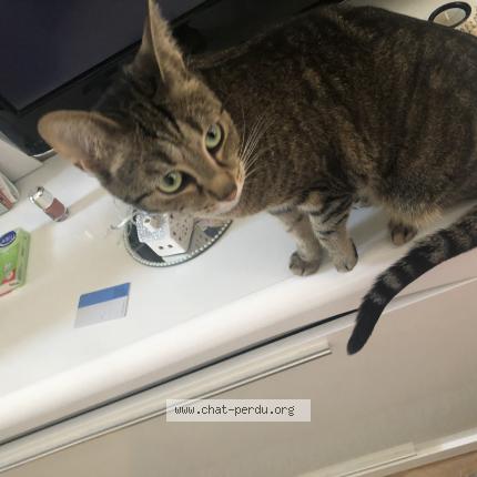 Photo 2/2 Cat reunited Lost in Nanterre