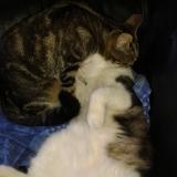 Picture of cat lost at Coudures