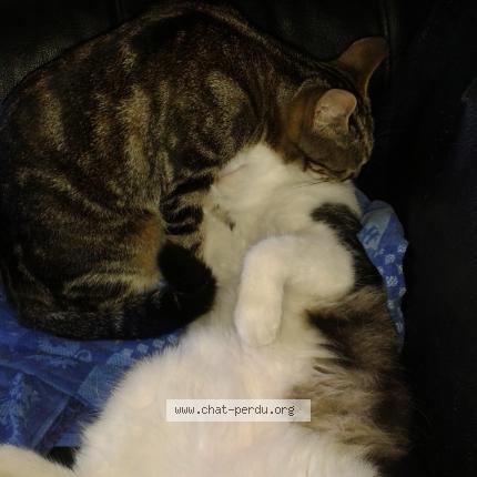 Photo 1/1 Mallow Chat lost in Coudures