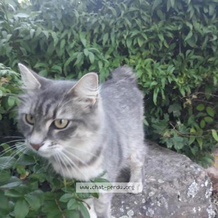 Photo 1/1 Kali Chat lost in Le bois d oingt