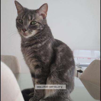 Foto van vermiste kat in Buizingen