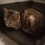 Picture of cat found at Cannet Des Maures