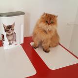 Picture of cat lost at Peumerit