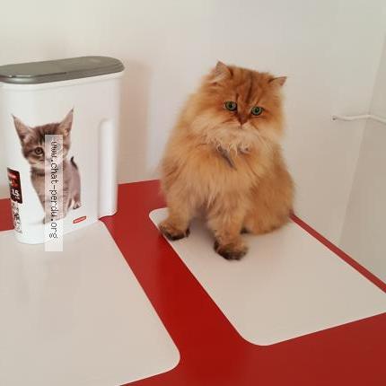 Photo 1/1 L&eacute;o Chat lost in Peumerit