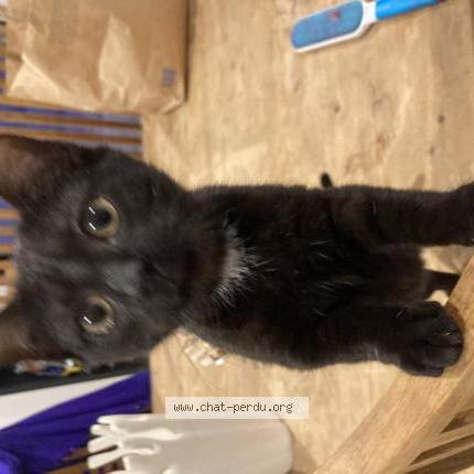 Photo 1/1 Poupee Chat lost in Libourne