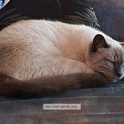 Foto 1/1 Kat teruggevonden Vermist in Ougree