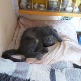 Picture of cat lost at Vesseaux