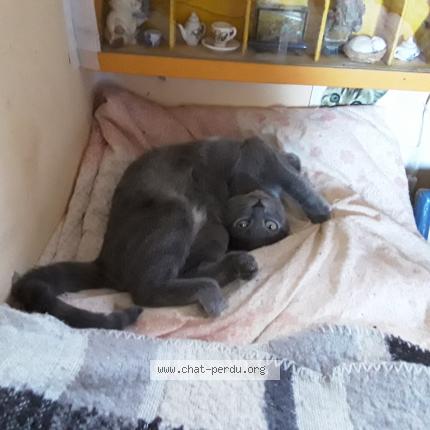 Photo 1/1 Cat reunited Lost in Vesseaux