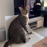 Picture of cat lost at Bidart