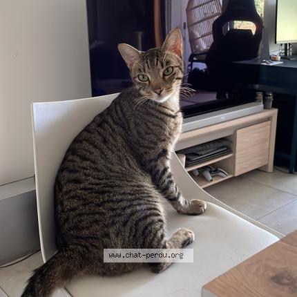 Photo 1/1 Gipsy Chat lost in Bidart