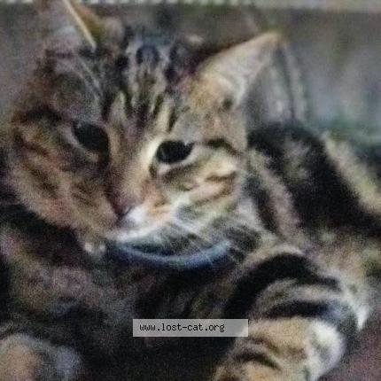Photo 1/1 Reunited cat Lost in Keyser
