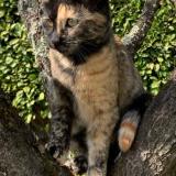 Picture of cat lost at Meyzieu