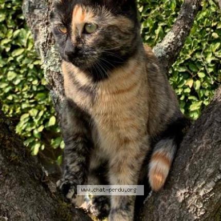 Photo 1/1 Shana Chat lost in Meyzieu