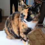 Picture of cat lost at Les Maupas