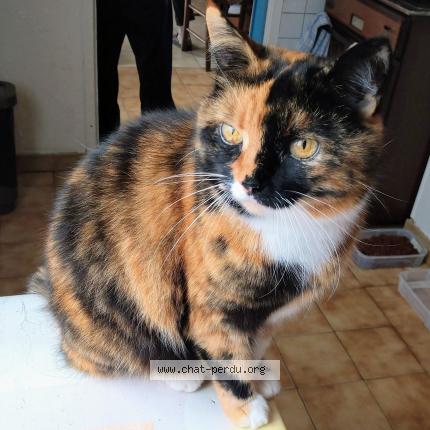 Photo 1/1 Croquette Chat lost in Les maupas