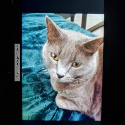 Photo 1/2 Anana Chat lost in Grasse