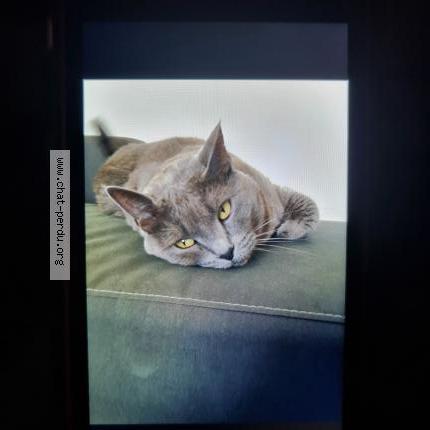 Photo 2/2 Anana Chat lost in Grasse