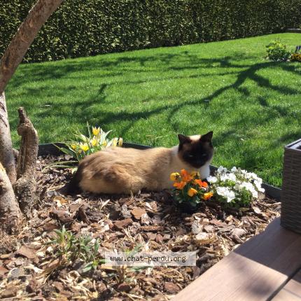 Foto 1/1 Wiedergefundene Katze Verloren in Steinfort