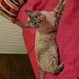 Picture of cat found at Sion