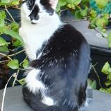 Picture of cat lost at Senneville Sur Fecamp