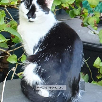 Photo 1/1 Titie Chat lost in Senneville sur fecamp