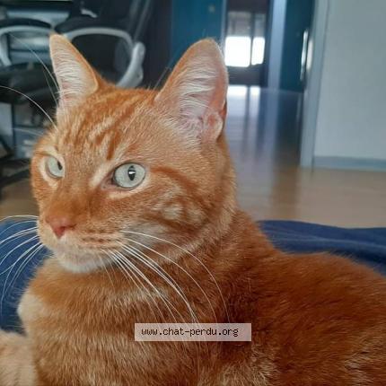 Foto van vermiste kat in Charleroi