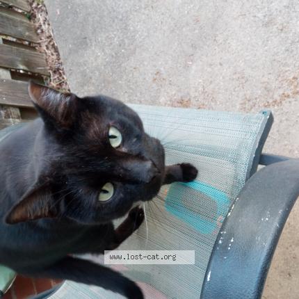 Picture of cat lost at Louisville