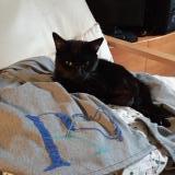 Picture of cat lost at Liege