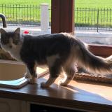 Picture of cat lost at Plouneour Menez