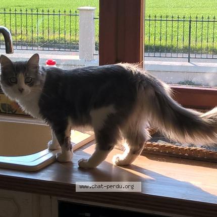 Photo 1/1 Monty Chat lost in Plouneour menez