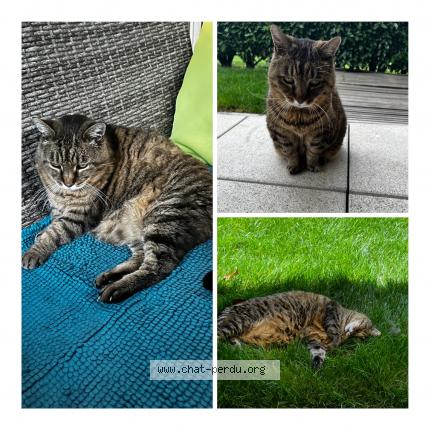 Foto 1/1 Wiedergefundene Katze Gefunden in Bramois
