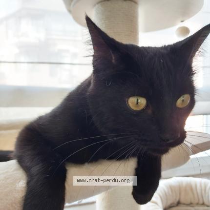 Foto 1/1 Kat teruggevonden Vermist in Anderlecht